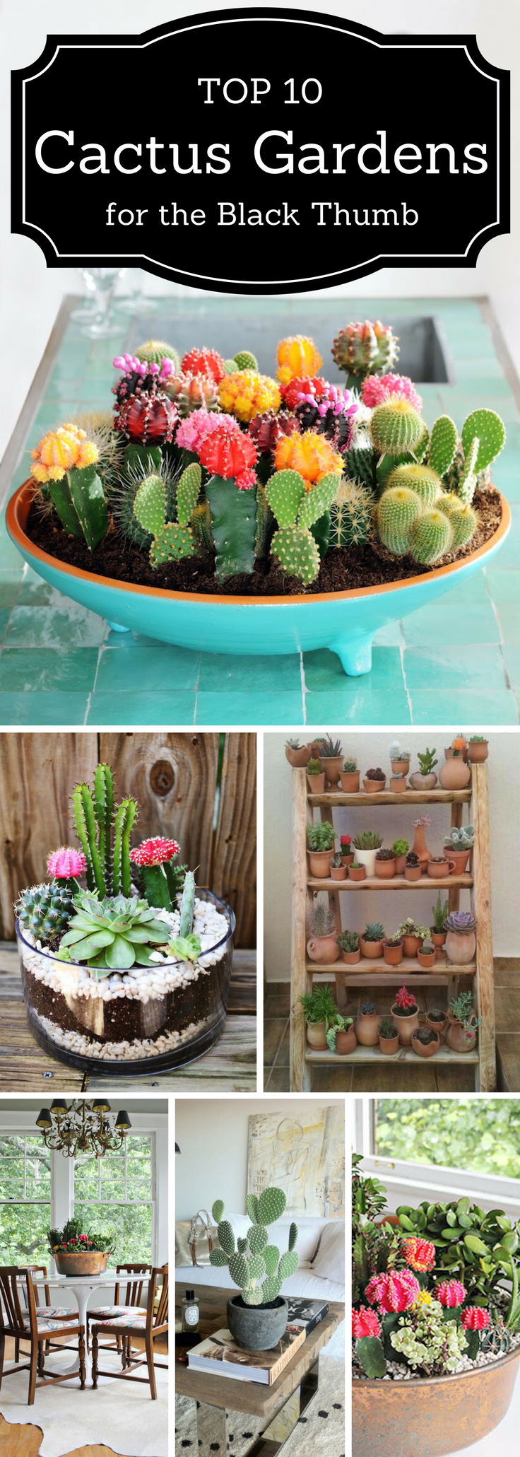 Top 10 Cactus Garden for the Black Thumb