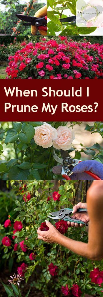 When Should I Prune My Roses? Pruning Roses, How to Prune Your Roses, Garden, Gardening Tips and Tricks, Gardening 101, Gardening