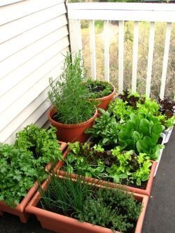 A container vegetable garden! Very easy to take care of, and it keeps veggies that spread in their place!