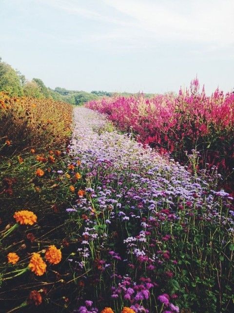 A field of wild flowers | AnOther Loves