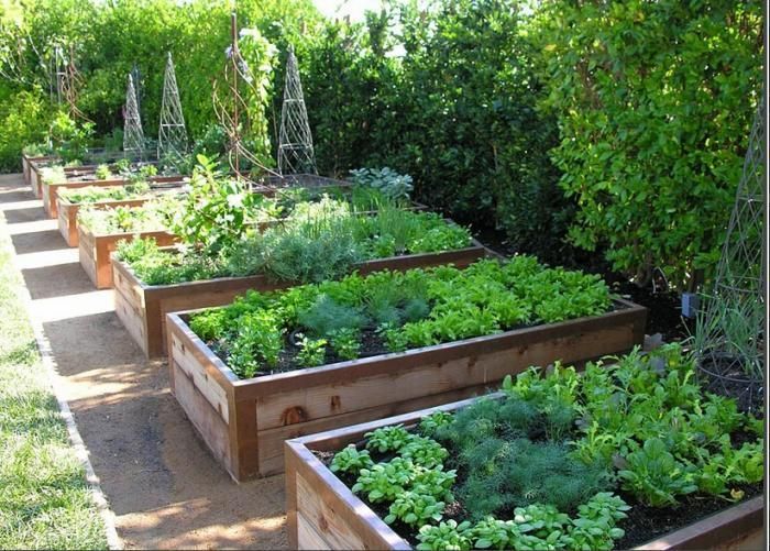 beautiful raised garden beds with copper tape edging to repel nasties