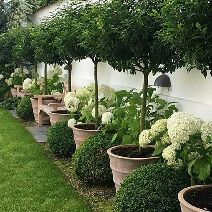 Beautiful trees in pots, lining a green space (lawn or turf)