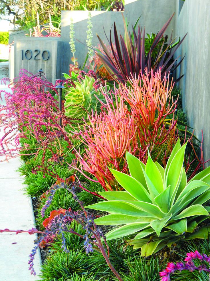 Create a drought-friendly landscape. (Originally featured on a California-Friendly Landscape Contest hosted by Roger’s Gardens in