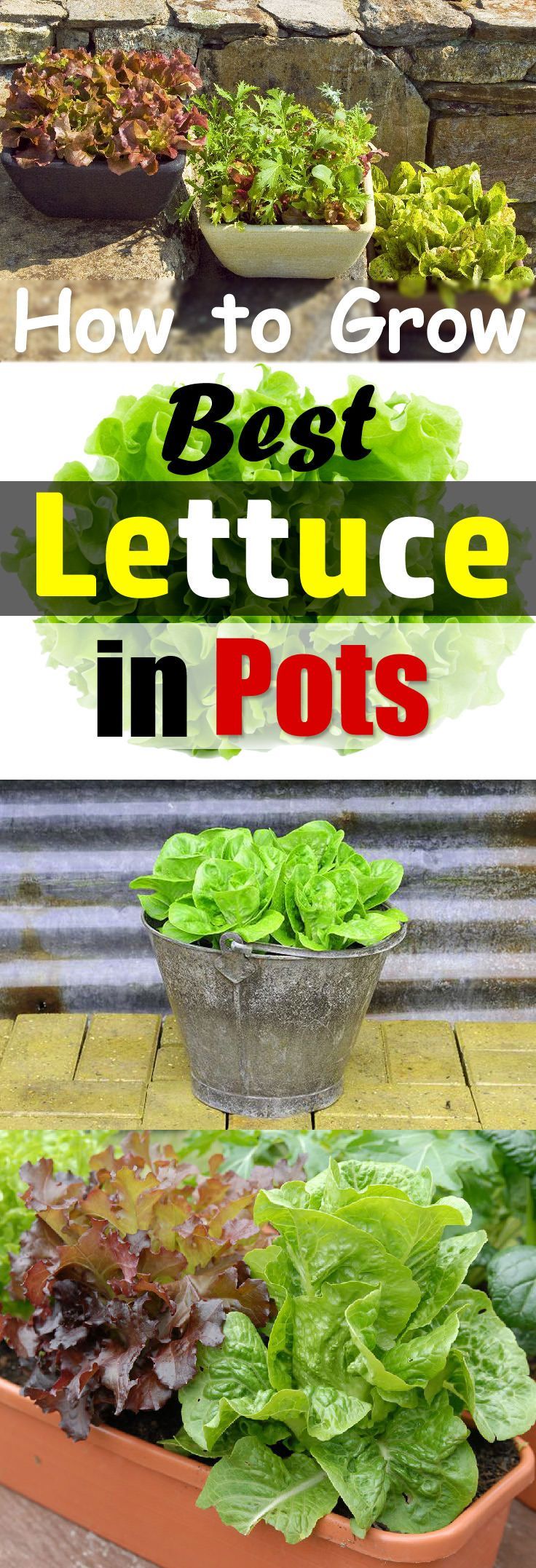 Growing lettuce in containers is fun and easy and you can harvest fresh, crispy, and organic lettuce leaves for your salads in no