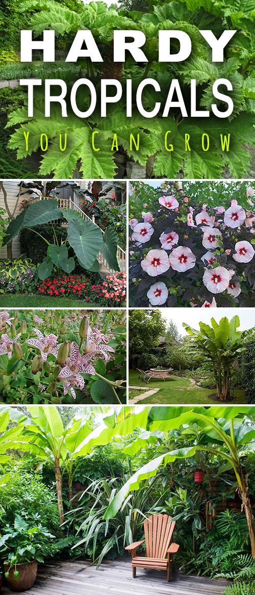 Hardy Tropicals You Can Grow! • Check out these tips! • We found these hardy tropicals you can grow, just about anywhere! Some