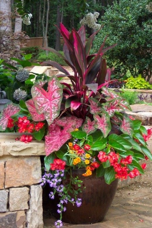 – I love this combo in the pot! Tropical container garden. Great example of using tall, medium and small to design your container.