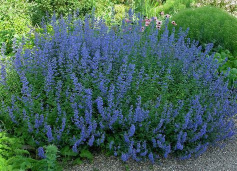 ~Meadow Sage~ This deer-resistant perennial is easy to care for and rewards the beginning gardener with long-blooming deep purple