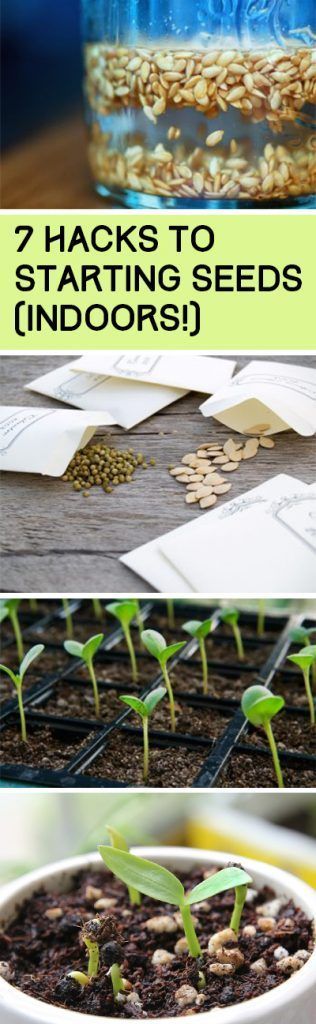 Seed Gardening, Seed Hacks, Seed Starting Hacks, Gardening, Vegetable Garden, He…. See more by visiting the photo