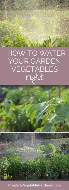 Summer can be hot and dry. Here’s how to water your vegetable garden.