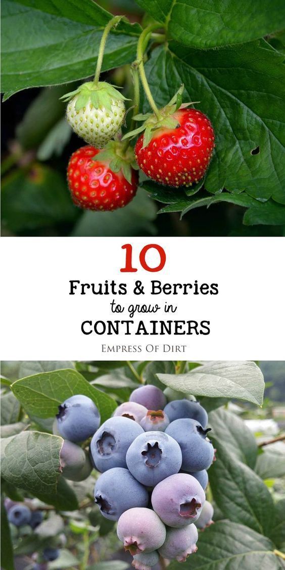 There are lots fruit trees and berry bushes that do well in containers. Pick your favorites and have your own edible garden on