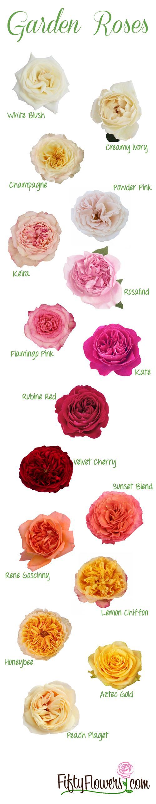 These are just some of the Gorgeous Garden Roses available at FiftyFlowers.com! Click Through to see All the Garden Roses we