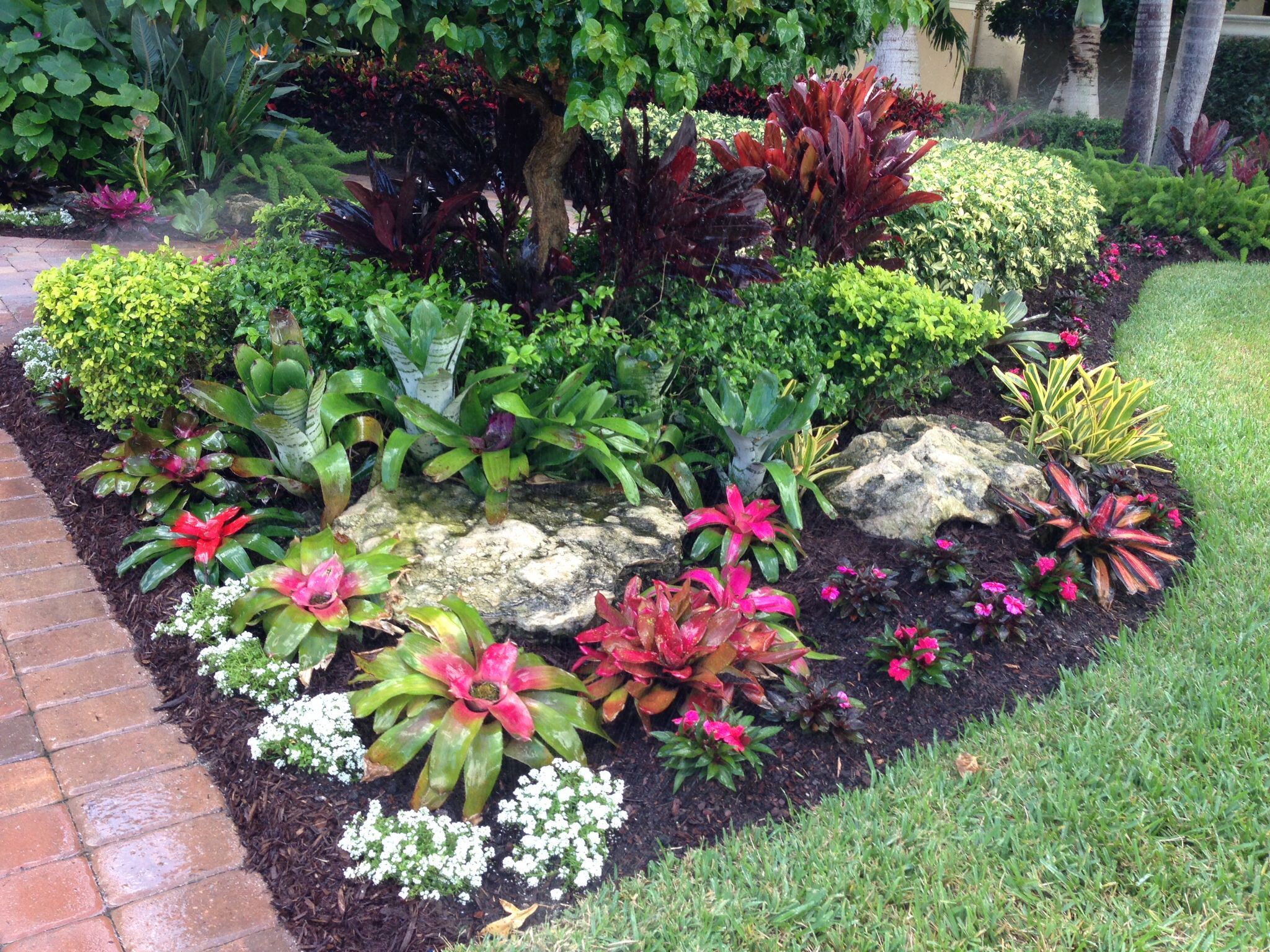 Tropical bromeliad garden design