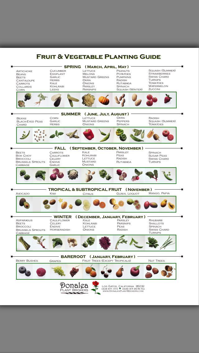 Vegetable garden planting guide.