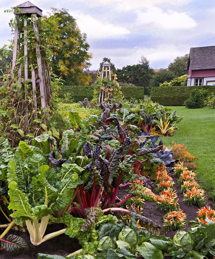 Vegetable garden! -   23 fall garden quotes
 ideas