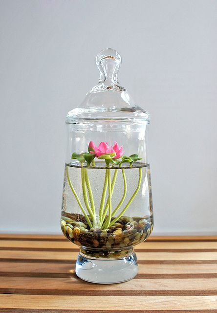 Mini Lotus Water Lily Terrarium in Recycled Glass -   25 floating garden water
 ideas
