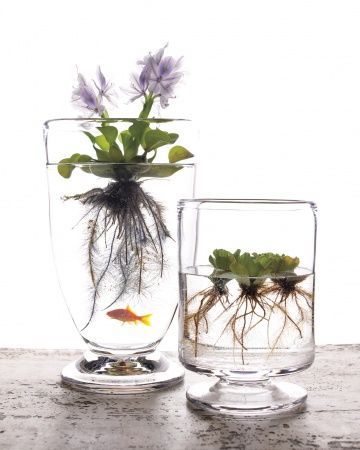 Container Garden Ideas for Any Household -   25 floating garden water
 ideas