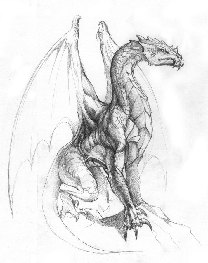 Example of a dragon drawn -   21 dragon tattoo sketch
 ideas