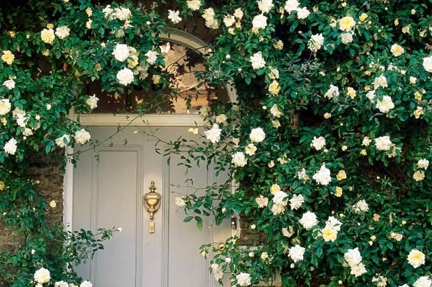 Climbing plants that love the shade -   22 cottage front garden
 ideas