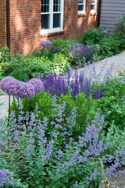 Pretty purple plants - catmint, Nepeta mussinii, mauve alliums, and salvias. -   22 cottage front garden
 ideas