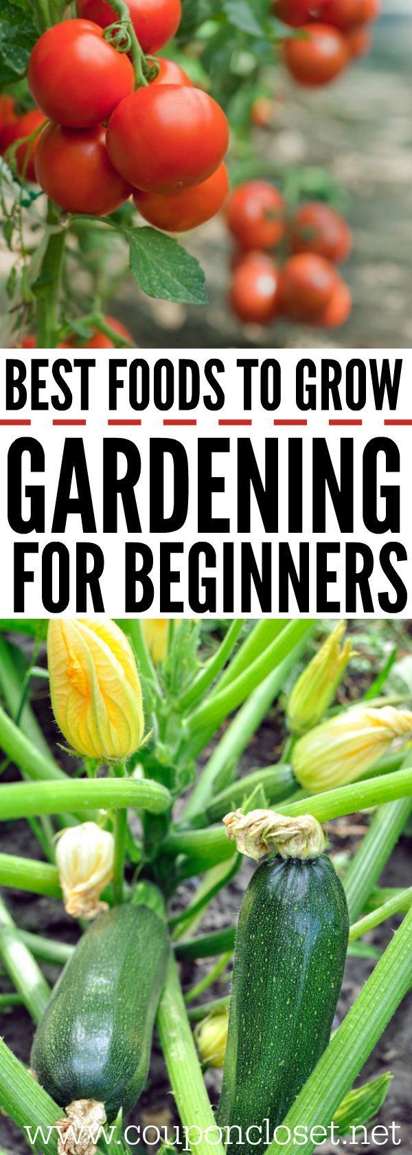 Gardening for Beginners -Vegetable Gardening for Beginners -   22 garden diy how to grow
 ideas