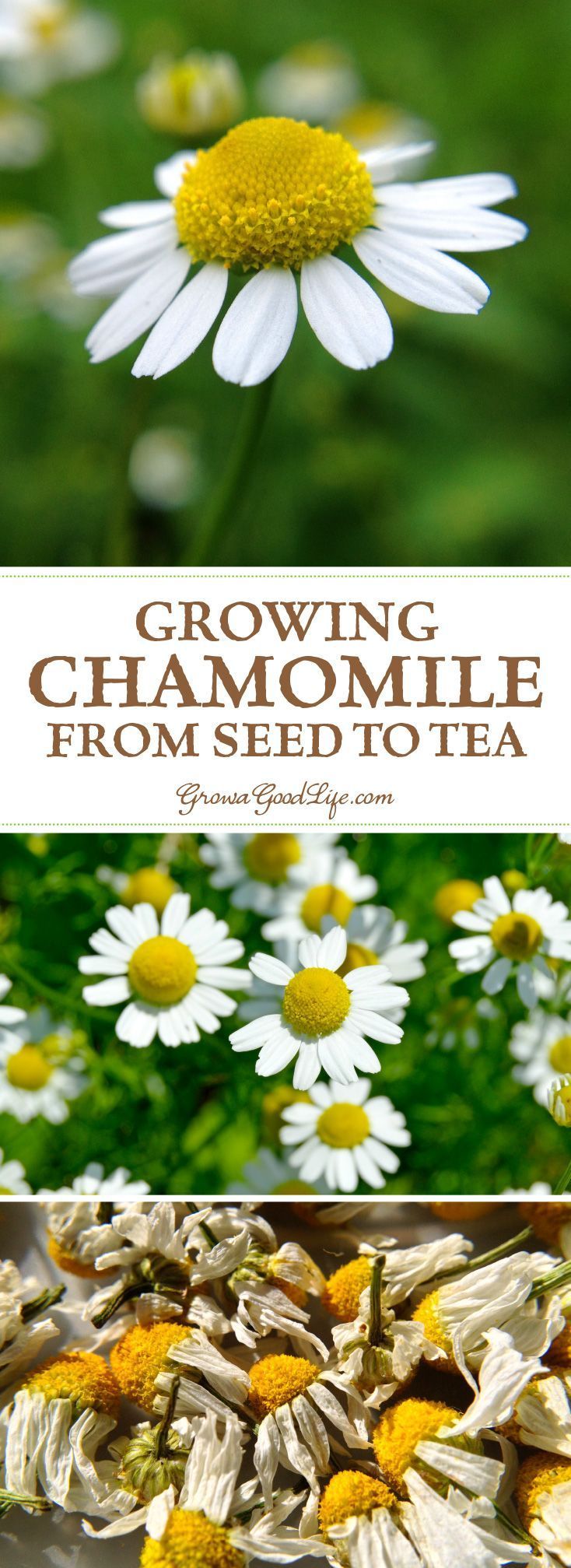 Growing Chamomile for Tea -   22 garden diy how to grow
 ideas