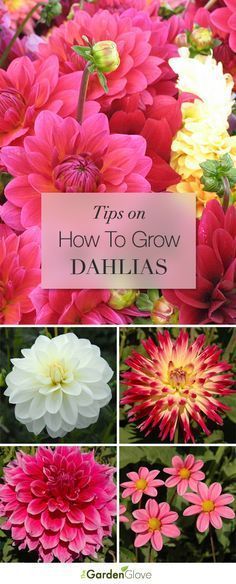 How to Grow Dahlias -   22 garden diy how to grow
 ideas