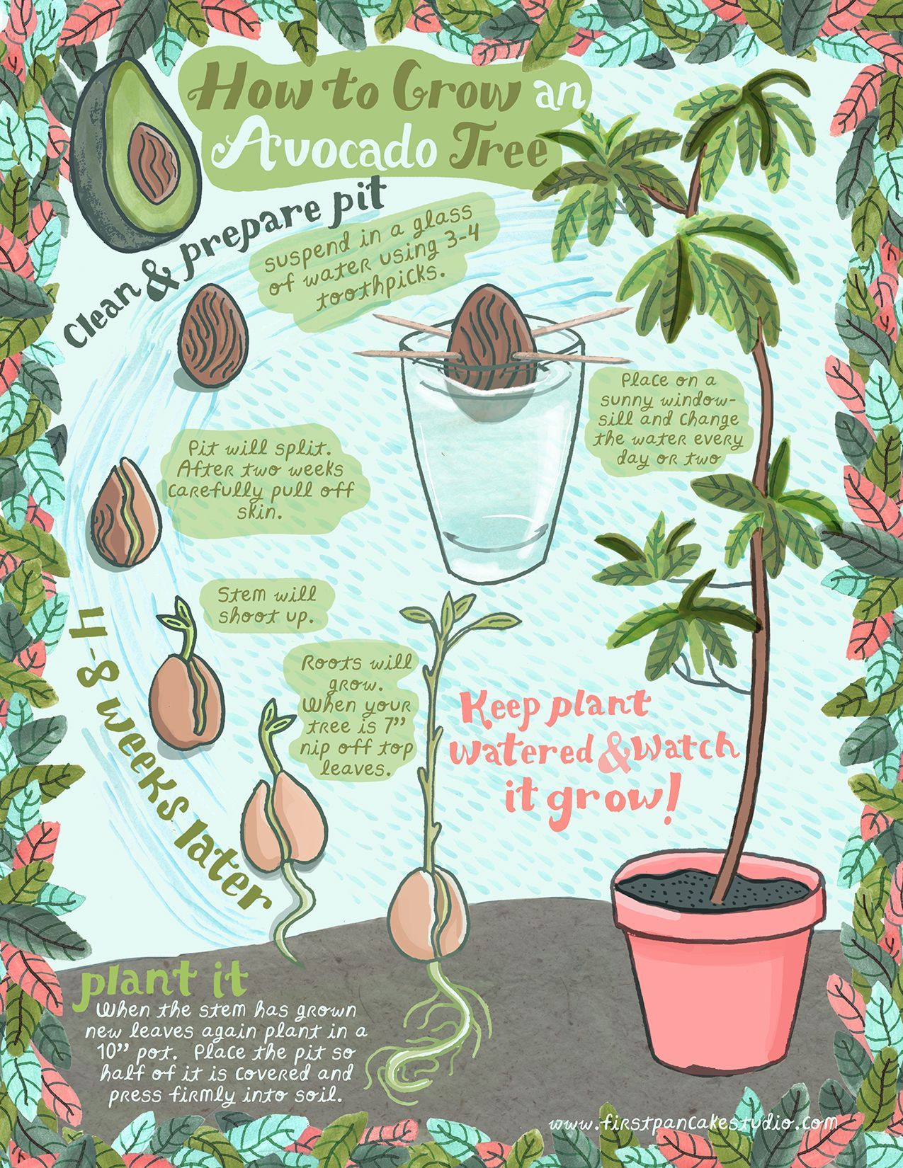 forestnympho:  walk-barefoot:  How to grow an avocado tree from a pit! cute illustration found on First Pancake Studio  Same. -   22 garden diy how to grow
 ideas