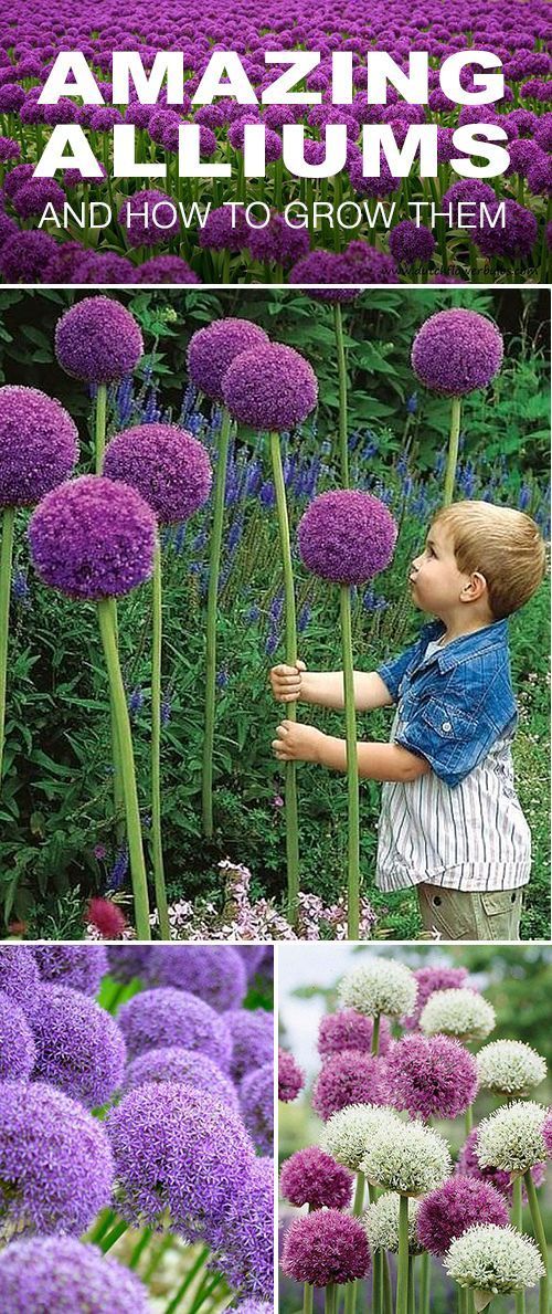 How to Grow Amazing Alliums -   22 garden diy how to grow
 ideas