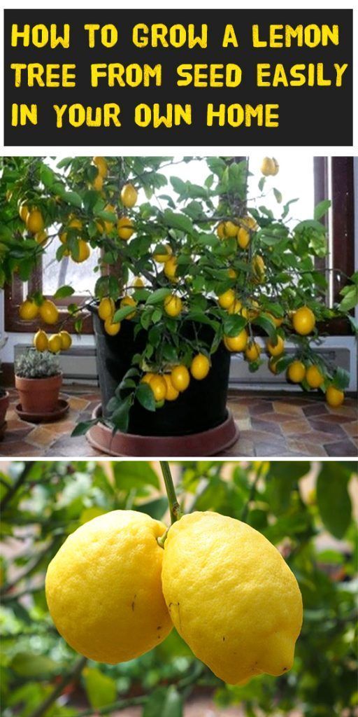 How to Grow a Lemon Tree from Seed Easily in Your Own Home -   22 garden diy how to grow
 ideas