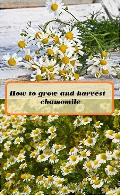 How to grow and harvest chamomile -   22 garden diy how to grow
 ideas