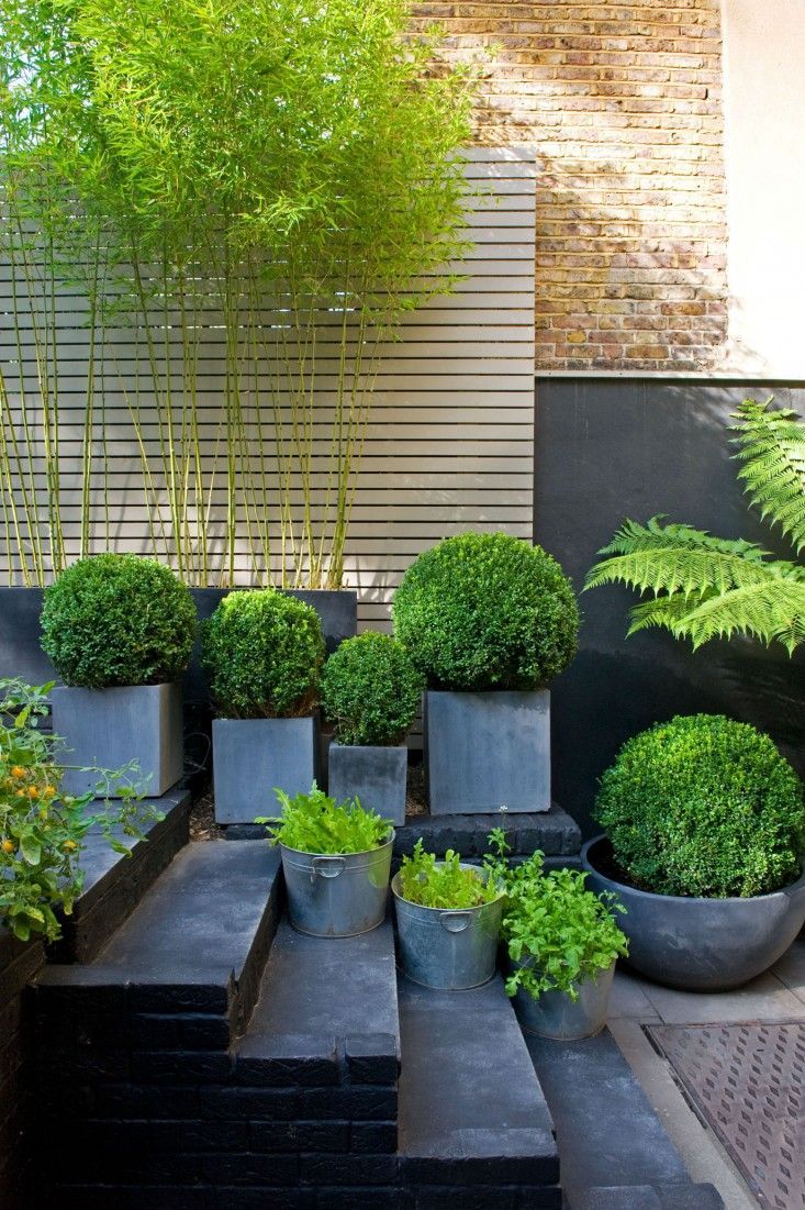 Designer Visit: The Black and Green Garden of Chris Moss -   22 urban garden fence
 ideas