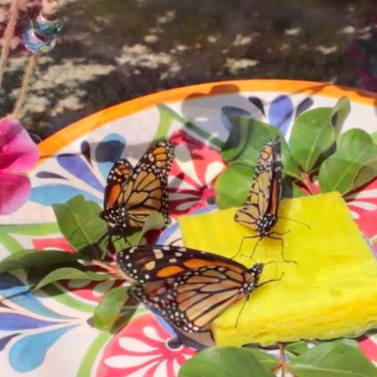 How to Make a Homemade Butterfly Feeder -   24 garden steps fun
 ideas