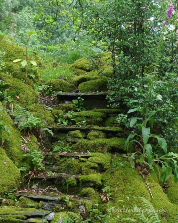 Photography 8x10 English Garden Fairy Fine Art Photography Emerald Moss Romantic steps hidden secret fern woodland abandoned magic -   24 garden steps long
 ideas