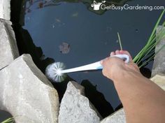 25 garden pond design
 ideas