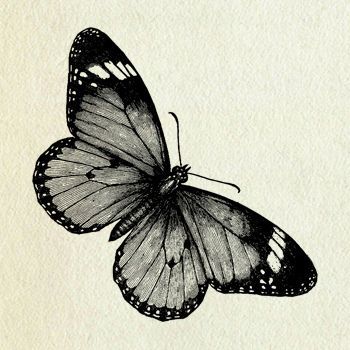 Butterfly illustration -   20 mandala butterfly tattoo
 ideas