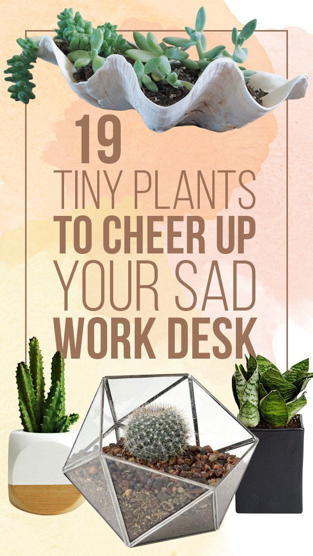 19 Tiny Plants To Cheer Up Your Sad Work Desk -   21 desk decor plants
 ideas