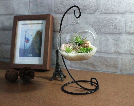 Home Decoration Office Desk Decor Terrarium kit with quartz sand 2 air plants green moss sea urchin and big seashells for birthday gift -   21 desk decor plants
 ideas