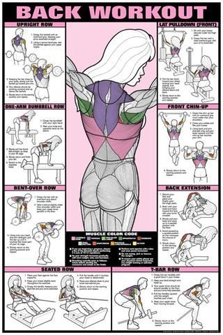 CO-ED Back Workout Professional Fitness Gym Wall Chart Poster - Fitnus Corp -   22 fitness gym
 ideas