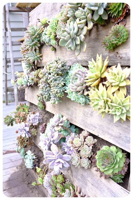 recycled pallet vertical succulent wall garden and maybe add moss on the rest of it? -   23 pallet garden decking
 ideas