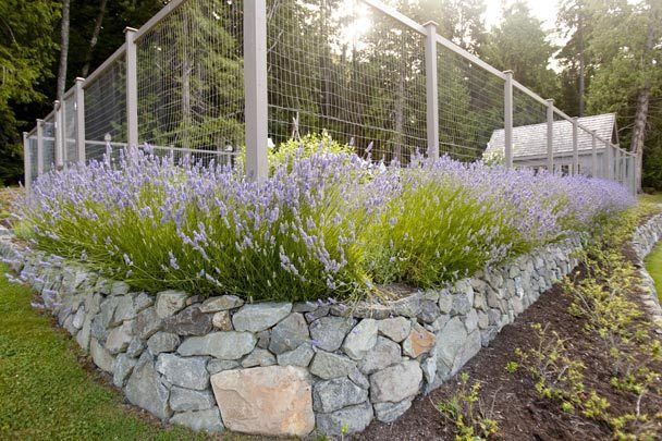 deer fence protecting garden - surrounded by lavender and rock wall -   24 rock garden fence
 ideas