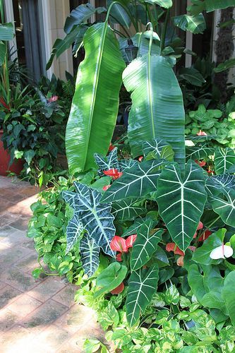 Growing Kris Plant Alocasia: Information About Alocasia Indoor Planting -   24 tropical garden texas
 ideas