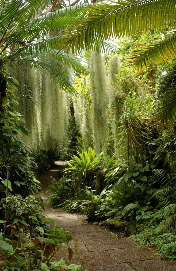 Man has turned his Bristol garden into a lush, tropical jungle -   24 tropical garden texas
 ideas