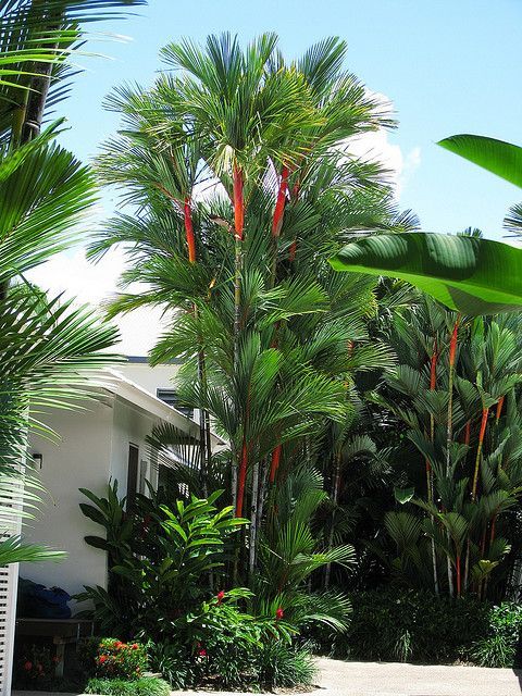 Cyrtostachys renda (lipstick palm) -   24 tropical garden texas
 ideas