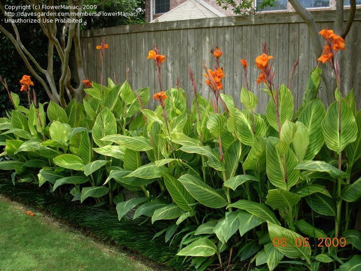 photos of canna plants - Bing images -   24 tropical garden texas
 ideas