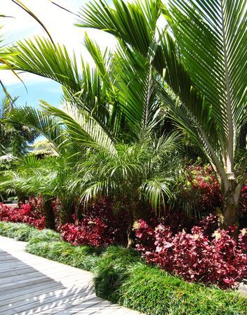 Layered sub tropical palm garden. Seed Landscapes Garden Photos of Landscape Ideas and Inspiration -   24 tropical garden texas
 ideas