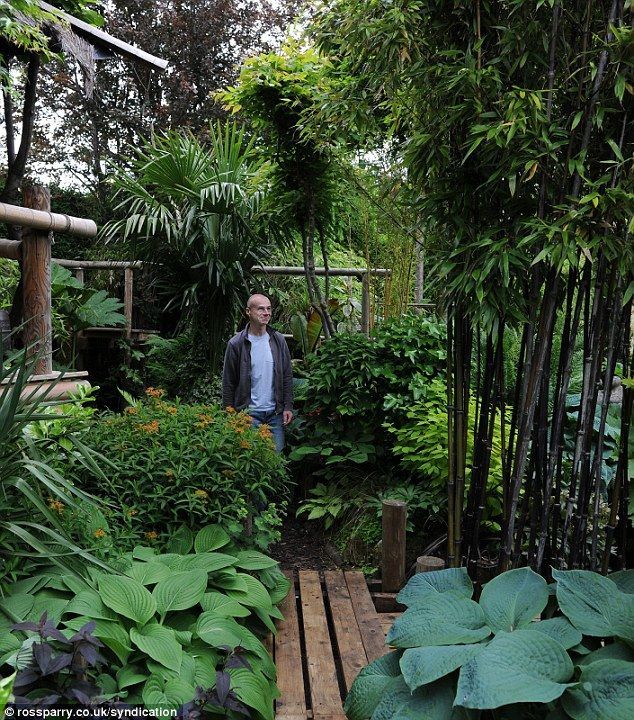 It's a jungle in there! Man creates exotic paradise garden with banana plants and palm trees… in his backyard in LEEDS -   24 tropical garden texas
 ideas