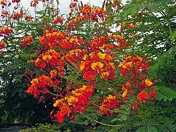 The Pride of Barbados - Full Sun - Pride of Barbados is an evergreen shrub or small tree in frost free climates, a deciduous shrub in zone 9, and a returning perennial in zone 8. In the tropics it gets 15-20' tall and its ungainly, wide spreading branches can cover about the same width. The cultivation of Pride of Barbados in San Antonio is usually a semi-dwarfed hardy perennial shrub to a typical size of 5-8' tall and growing that large even after freezing to the ground the previous winter. -   24 tropical garden texas
 ideas