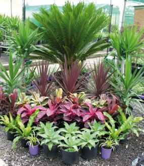 An idea, various tropical plants -   24 tropical garden texas
 ideas