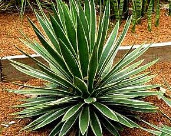 Texas Red Yucca, Hesperaloe parviflora, 25 desert seeds, hummingbird favorite, graceful form, drought tolerant, xeriscape plant, cold hardy -   24 tropical garden texas
 ideas