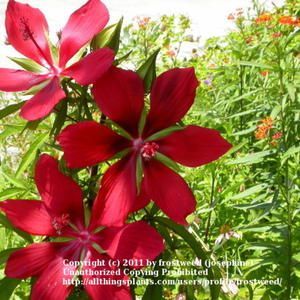Texas Star Hibiscus ~  butterflies, bees, and hummingbirds love this. Hardy in Central Texas. -   24 tropical garden texas
 ideas